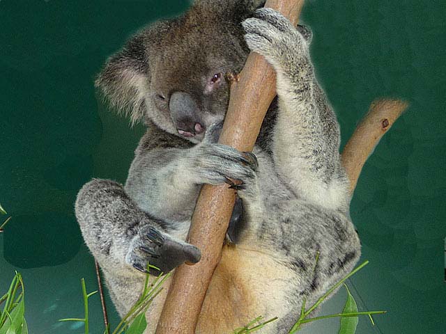 koala.web